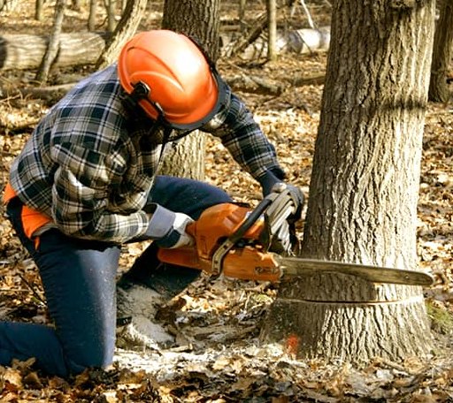 Tree Removal in Frederic, MI